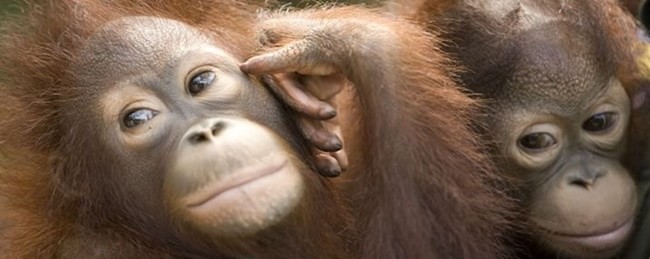 rasa ria orang utan banner